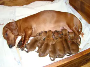 cały miot A z mamą Galanką