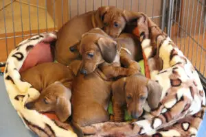 szczenięta z miotu B