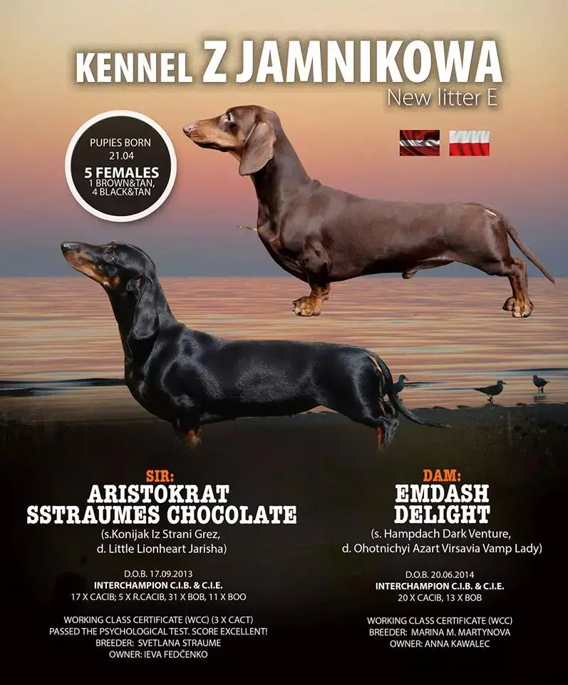 zapowiedź miotu